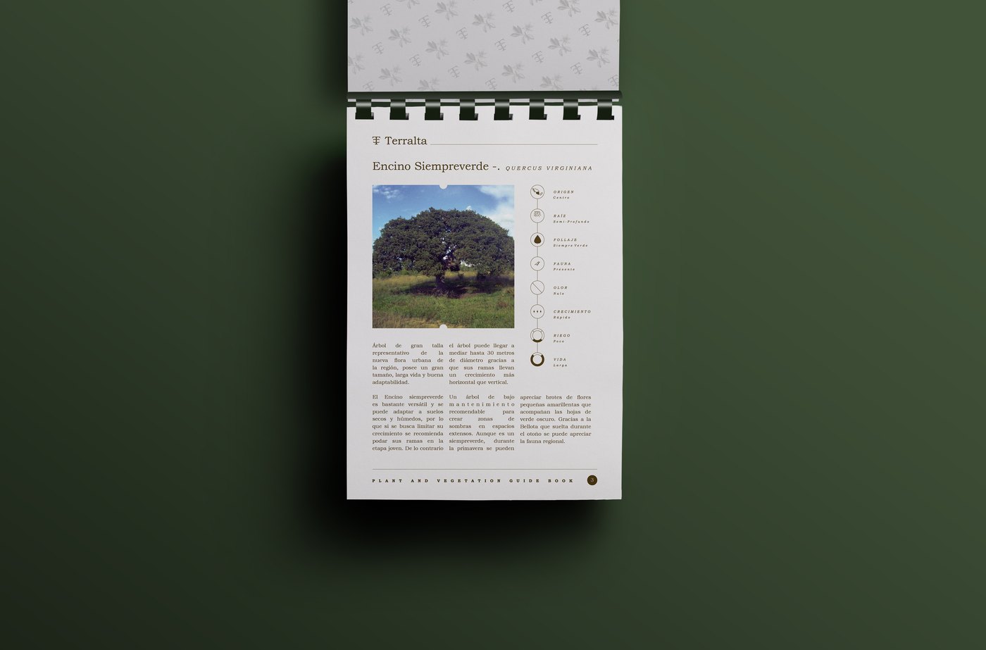 Terralta brochure spread — encino siempreverde